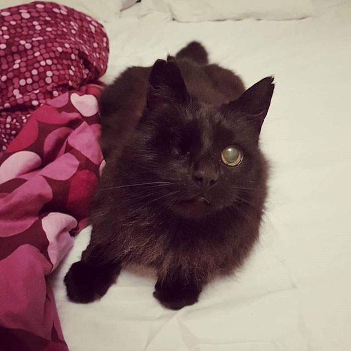 12 Funny Comics Reveal The Reality Of Owning A Cat 12 Funny Comics Reveal The Reality Of Owning A Cat