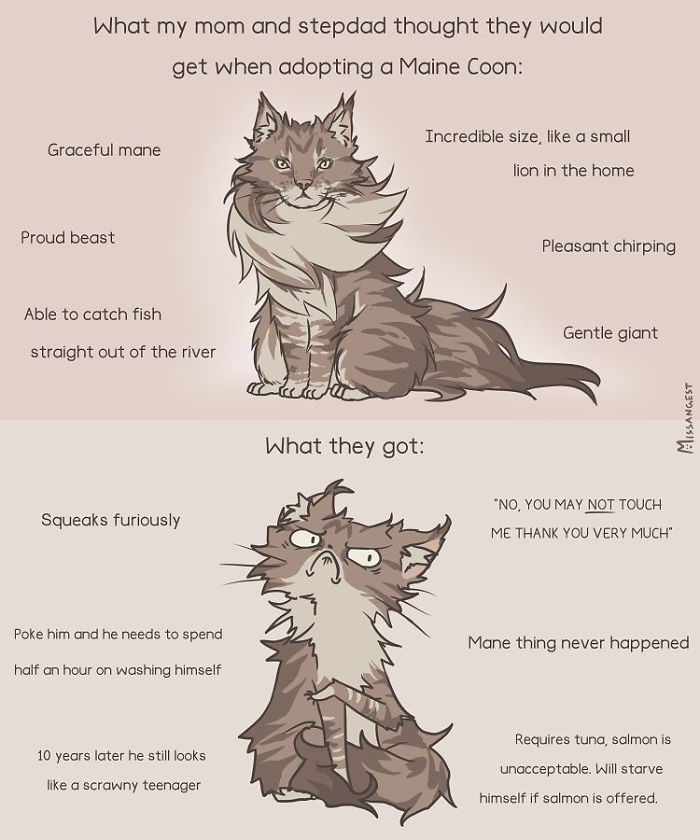 12 Funny Comics Reveal The Reality Of Owning A Cat 12 Funny Comics Reveal The Reality Of Owning A Cat