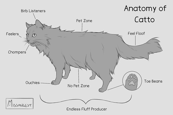 12 Funny Comics Reveal The Reality Of Owning A Cat 12 Funny Comics Reveal The Reality Of Owning A Cat