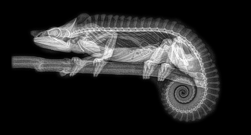 14 Amazing X-Ray Photos From A Zoo’s Annual Animal Health Check 14 Amazing X-Ray Photos From A Zoo’s Annual Animal Health Check