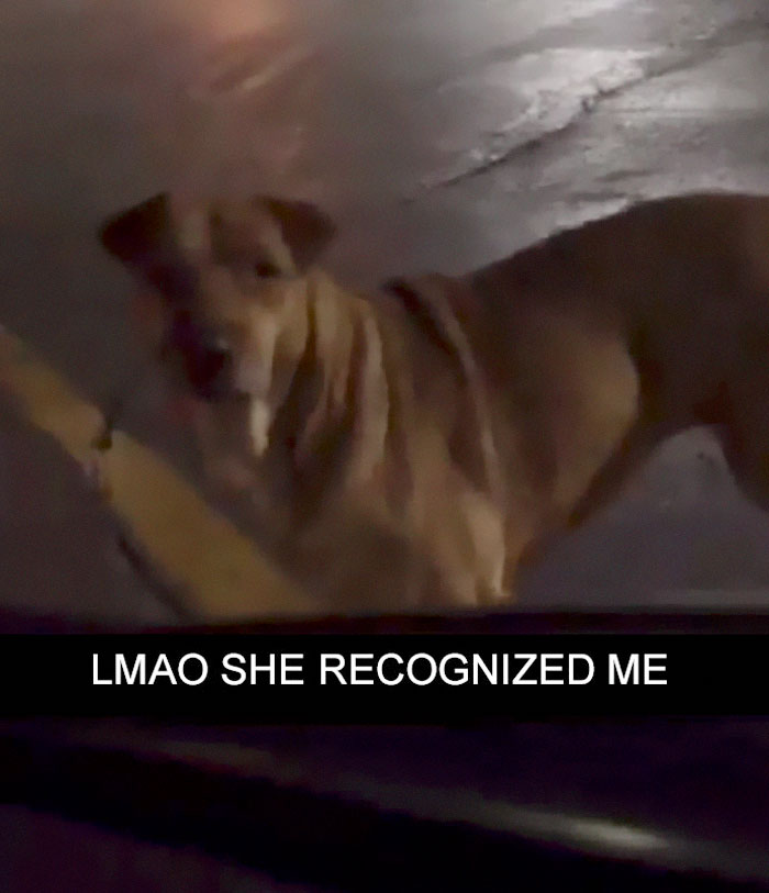 Gold Digging Dog Pretends To Be A Stray In Order To Get Burgers, So Her Owner Decides To Confront Her
