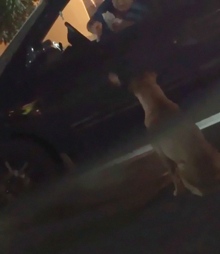 Gold Digging Dog Pretends To Be A Stray In Order To Get Burgers, So Her Owner Decides To Confront Her