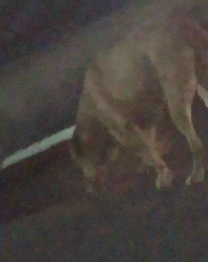 Gold Digging Dog Pretends To Be A Stray In Order To Get Burgers, So Her Owner Decides To Confront Her