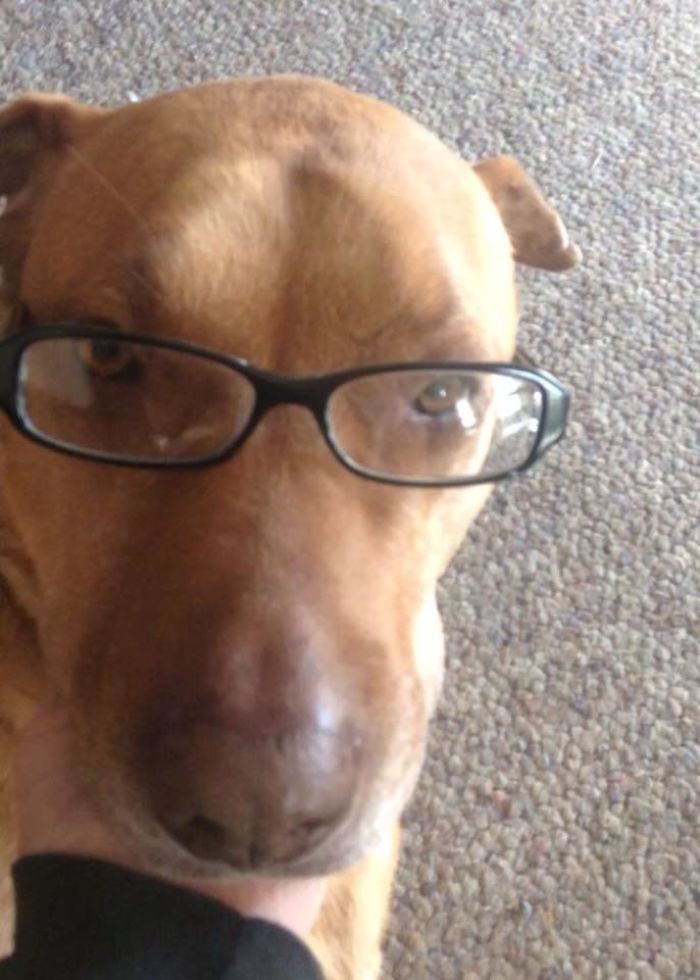 Gold Digging Dog Pretends To Be A Stray In Order To Get Burgers, So Her Owner Decides To Confront Her