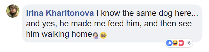 Gold Digging Dog Pretends To Be A Stray In Order To Get Burgers, So Her Owner Decides To Confront Her