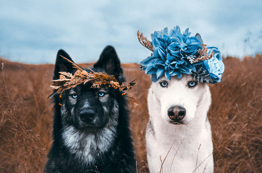 Photographer Takes Dreamy Portraits That Display The Unbreakable Bond Of Her Dogs Photographer Takes Dreamy Portraits That Display The Unbreakable Bond Of Her Dogs