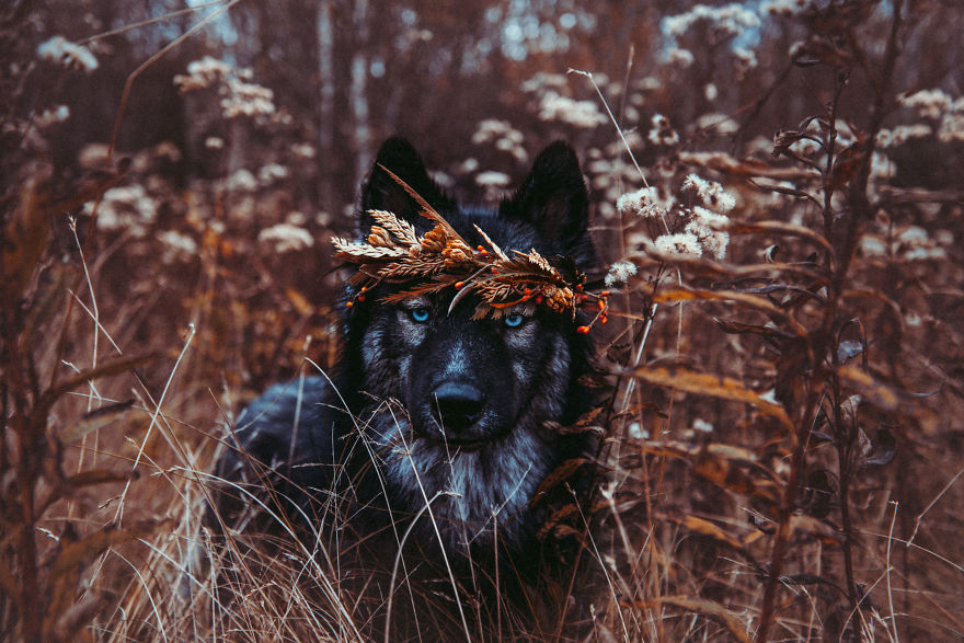 Photographer Takes Dreamy Portraits That Display The Unbreakable Bond Of Her Dogs Photographer Takes Dreamy Portraits That Display The Unbreakable Bond Of Her Dogs