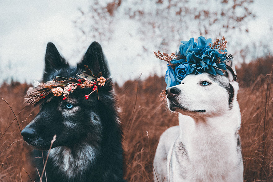 Photographer Takes Dreamy Portraits That Display The Unbreakable Bond Of Her Dogs Photographer Takes Dreamy Portraits That Display The Unbreakable Bond Of Her Dogs
