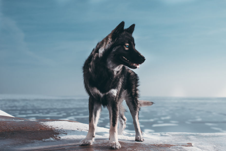 Photographer Takes Dreamy Portraits That Display The Unbreakable Bond Of Her Dogs Photographer Takes Dreamy Portraits That Display The Unbreakable Bond Of Her Dogs