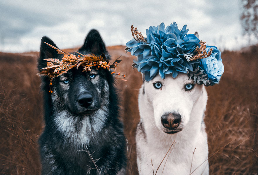 Photographer Takes Dreamy Portraits That Display The Unbreakable Bond Of Her Dogs Photographer Takes Dreamy Portraits That Display The Unbreakable Bond Of Her Dogs
