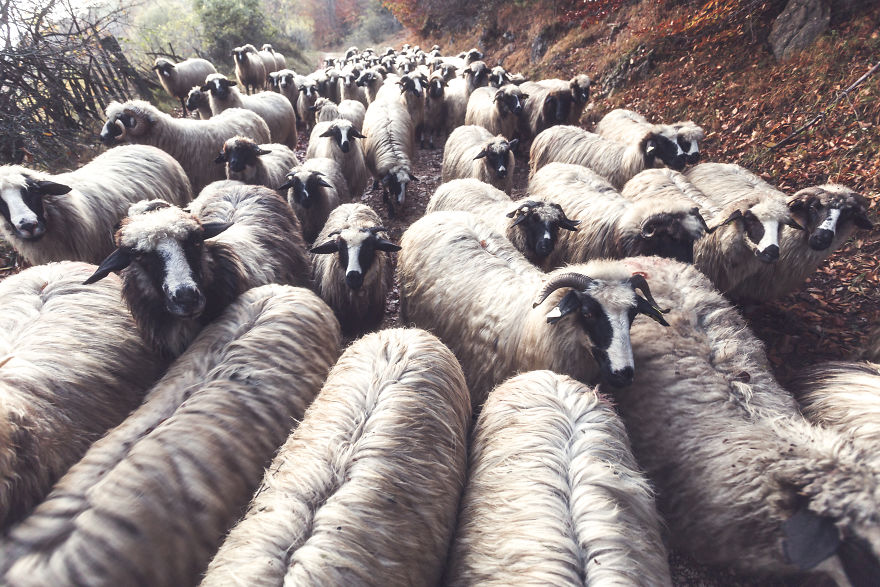 I Have Been Looking For Dracula In Transylvania, But I Found This Instead I Have Been Looking For Dracula In Transylvania, But I Found This Instead