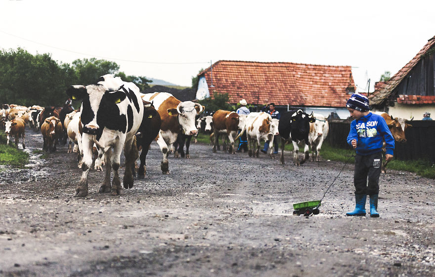 I Have Been Looking For Dracula In Transylvania, But I Found This Instead I Have Been Looking For Dracula In Transylvania, But I Found This Instead