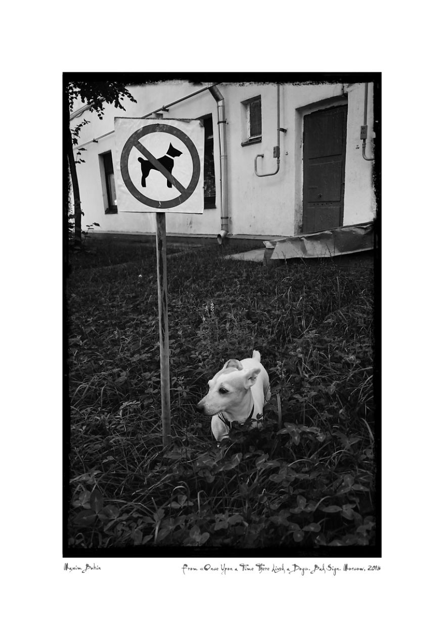 Once Upon A Time There Lived A Dog