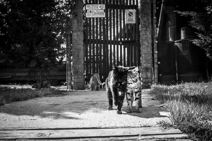 I Spent Years Trying To Photograph Moments Of ‘Catisfaction’ (Part 3) I Spent Years Trying To Photograph Moments Of ‘Catisfaction’ (Part 3)