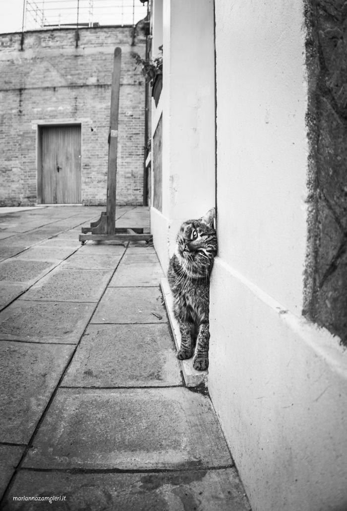 I Spent Years Trying To Photograph Moments Of ‘Catisfaction’ (Part 3) I Spent Years Trying To Photograph Moments Of ‘Catisfaction’ (Part 3)