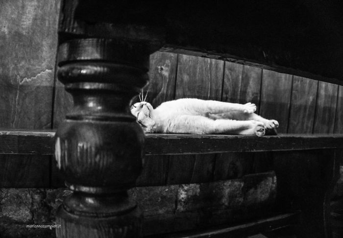 I Spent Years Trying To Photograph Moments Of ‘Catisfaction’ (Part 3) I Spent Years Trying To Photograph Moments Of ‘Catisfaction’ (Part 3)