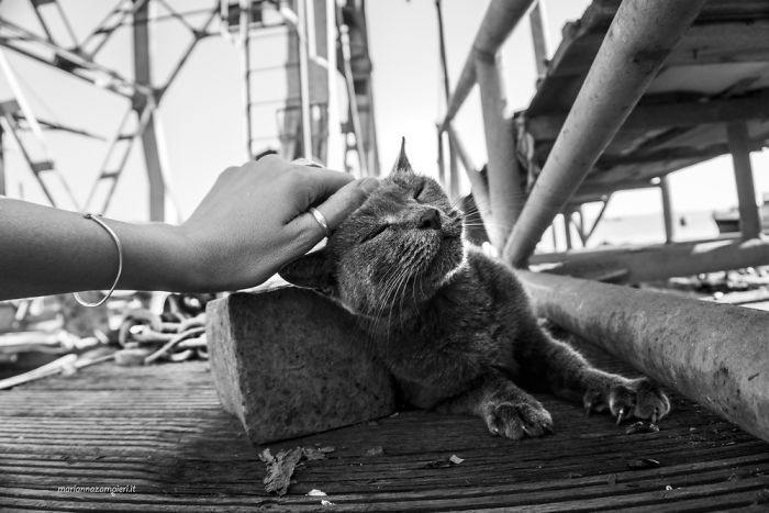 I Spent Years Trying To Photograph Moments Of ‘Catisfaction’ (Part 3) I Spent Years Trying To Photograph Moments Of ‘Catisfaction’ (Part 3)