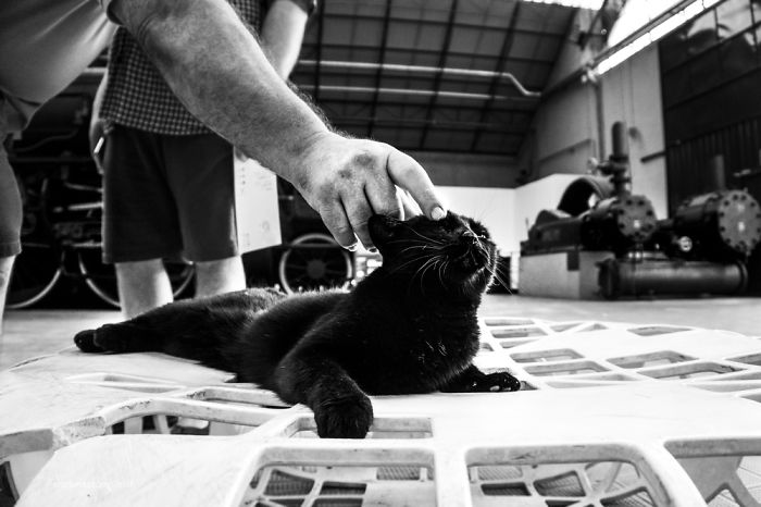 I Spent Years Trying To Photograph Moments Of ‘Catisfaction’ (Part 3) I Spent Years Trying To Photograph Moments Of ‘Catisfaction’ (Part 3)