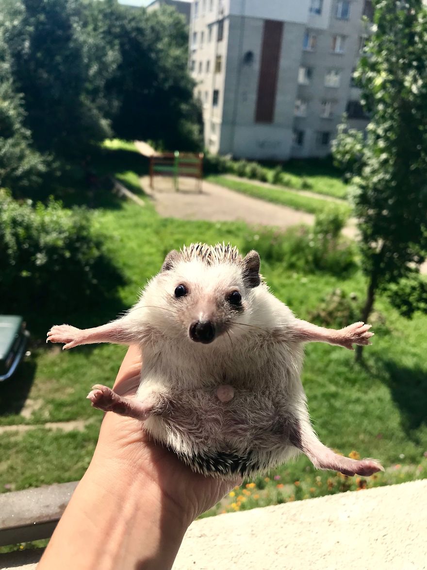 Meet Rick, The Cutest Hedgehog From Ukraine Meet Rick, The Cutest Hedgehog From Ukraine