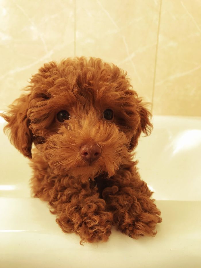 378 Of The Cutest Puppies Ever 378 Of The Cutest Puppies Ever