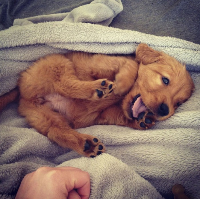 378 Of The Cutest Puppies Ever 378 Of The Cutest Puppies Ever