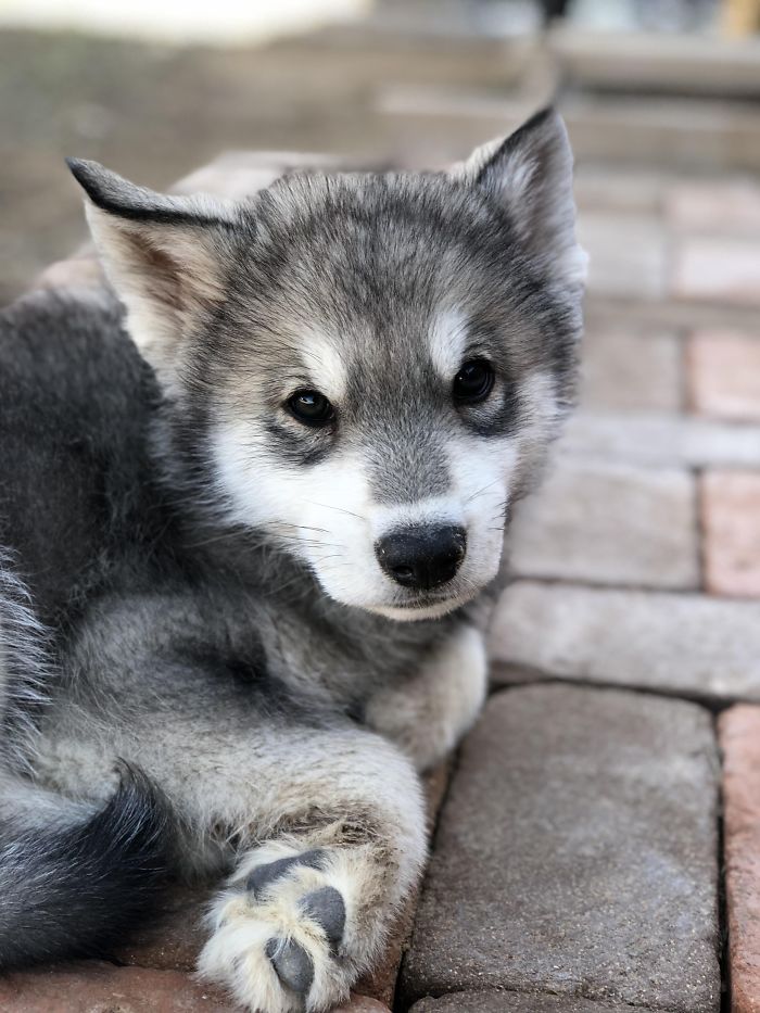 378 Of The Cutest Puppies Ever 378 Of The Cutest Puppies Ever