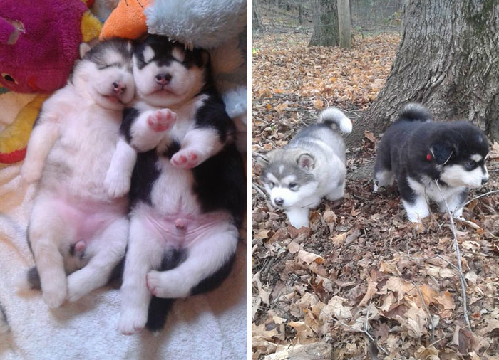 378 Of The Cutest Puppies Ever 378 Of The Cutest Puppies Ever