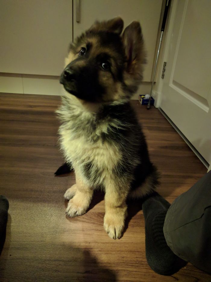 378 Of The Cutest Puppies Ever 378 Of The Cutest Puppies Ever