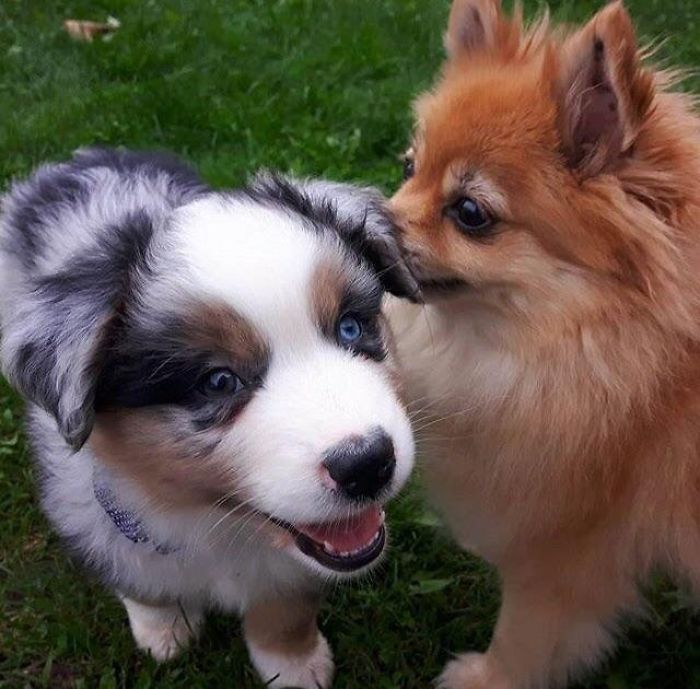 378 Of The Cutest Puppies Ever 378 Of The Cutest Puppies Ever