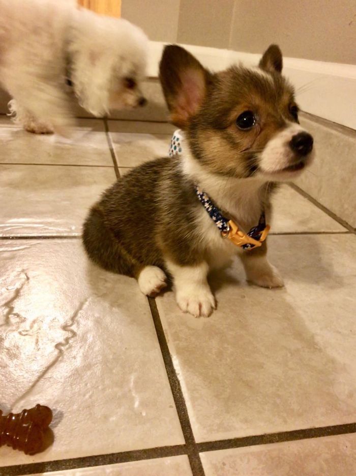 378 Of The Cutest Puppies Ever 378 Of The Cutest Puppies Ever