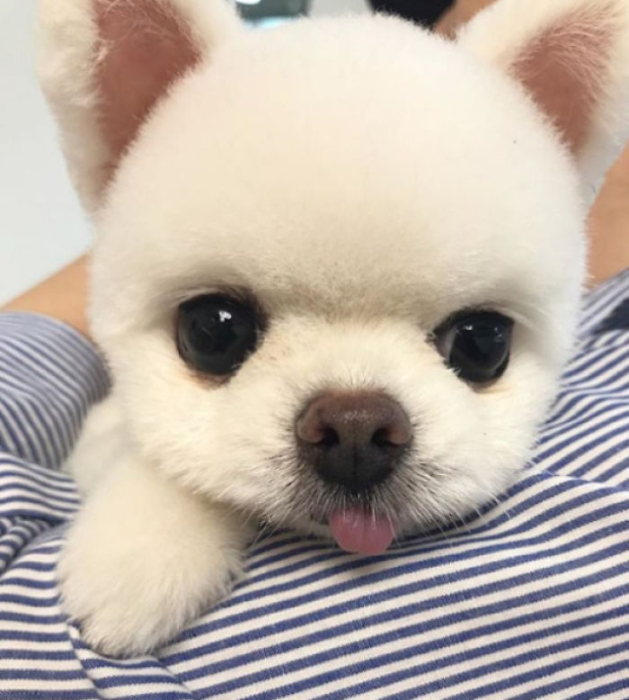 378 Of The Cutest Puppies Ever 378 Of The Cutest Puppies Ever