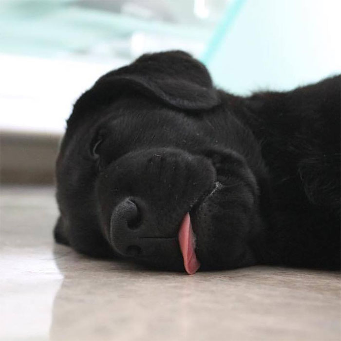 378 Of The Cutest Puppies Ever 378 Of The Cutest Puppies Ever