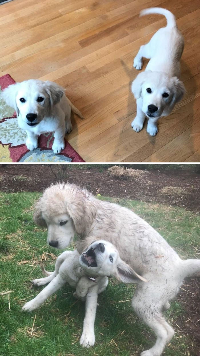 378 Of The Cutest Puppies Ever 378 Of The Cutest Puppies Ever