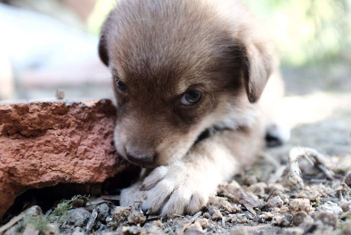 I Photograph Street And Shelter Dogs I Photograph Street And Shelter Dogs