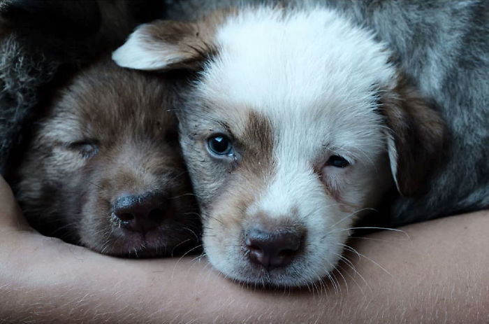 I Photograph Street And Shelter Dogs I Photograph Street And Shelter Dogs