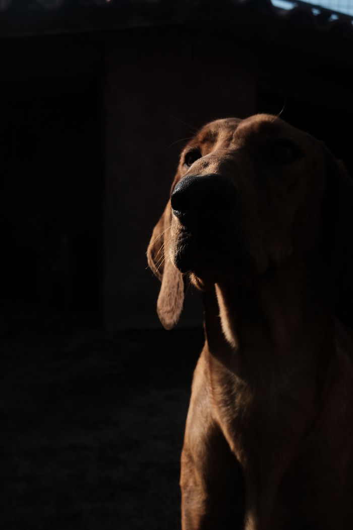 I Photograph Street And Shelter Dogs I Photograph Street And Shelter Dogs