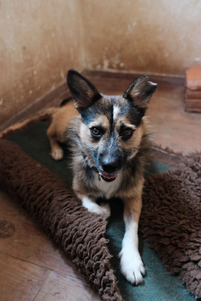 I Photograph Street And Shelter Dogs I Photograph Street And Shelter Dogs