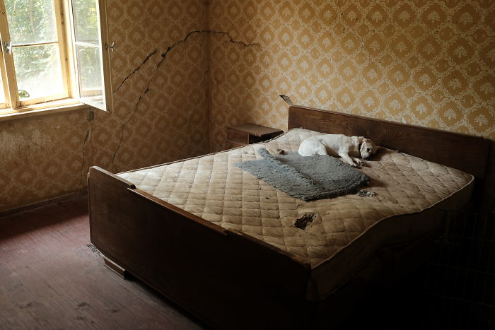 I Photograph Street And Shelter Dogs I Photograph Street And Shelter Dogs