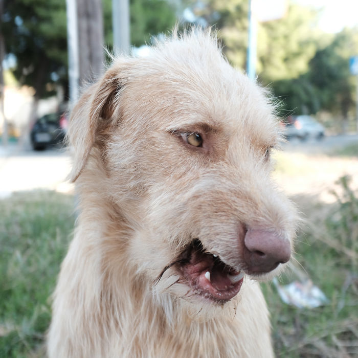 I Photograph Street And Shelter Dogs I Photograph Street And Shelter Dogs