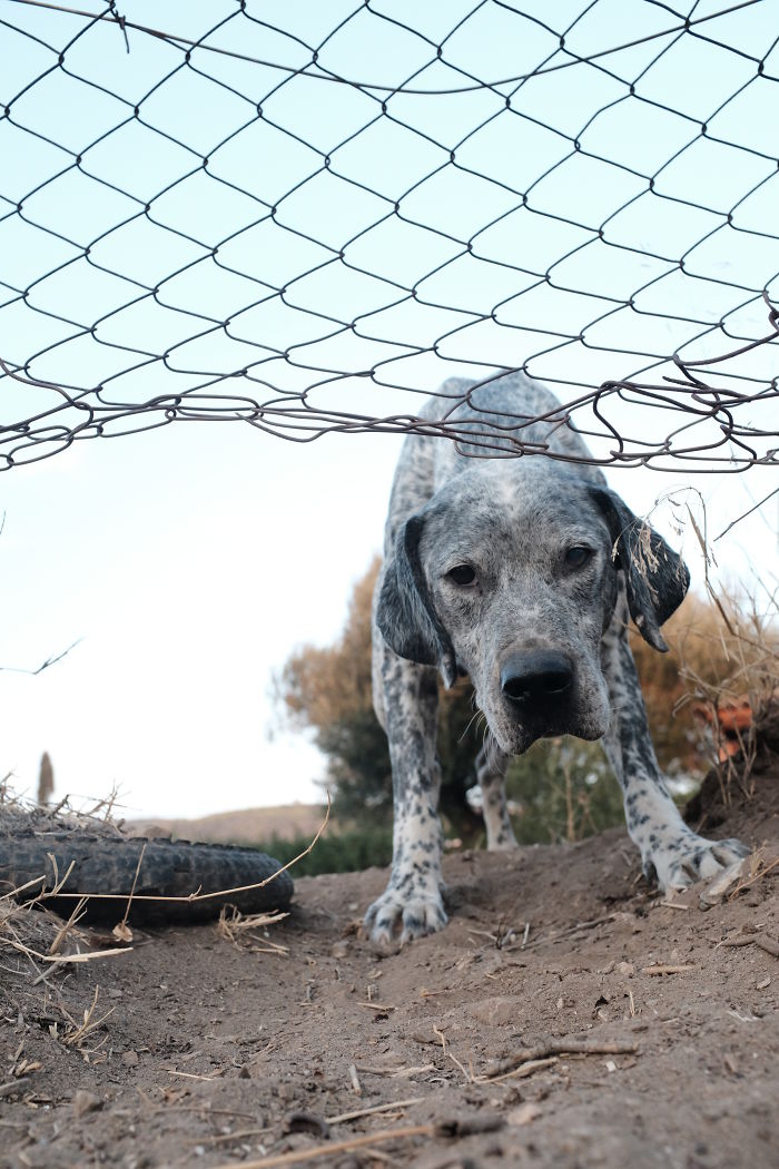 I Photograph Street And Shelter Dogs I Photograph Street And Shelter Dogs