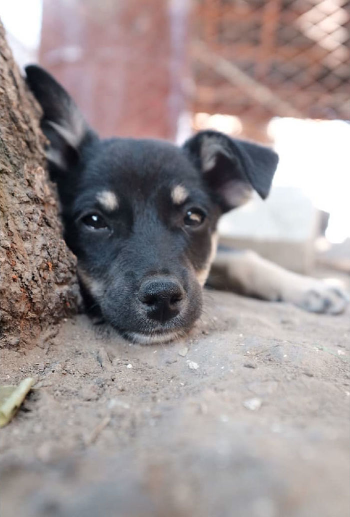 I Photograph Street And Shelter Dogs I Photograph Street And Shelter Dogs