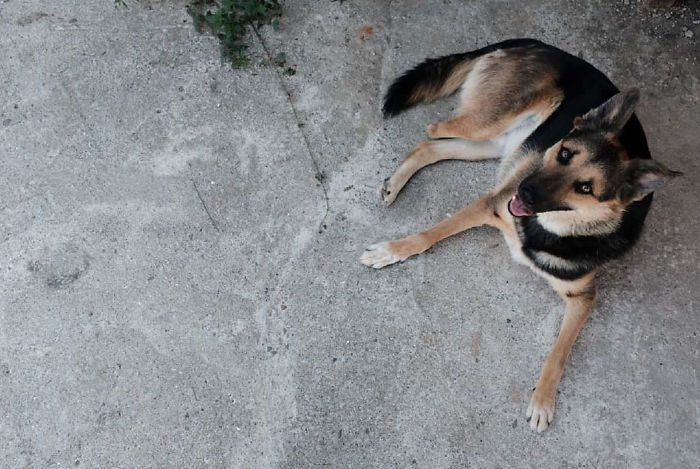 I Photograph Street And Shelter Dogs I Photograph Street And Shelter Dogs