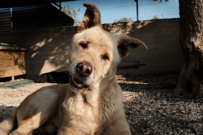 I Photograph Street And Shelter Dogs I Photograph Street And Shelter Dogs