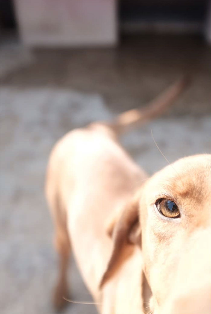 I Photograph Street And Shelter Dogs I Photograph Street And Shelter Dogs