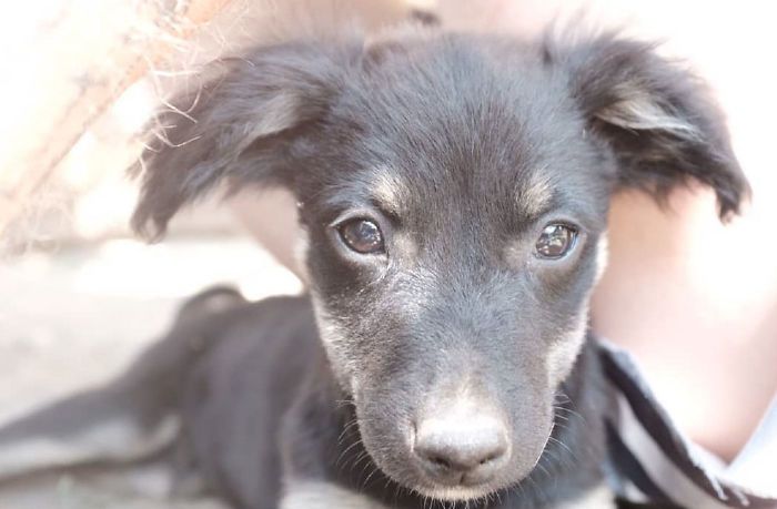 I Photograph Street And Shelter Dogs I Photograph Street And Shelter Dogs