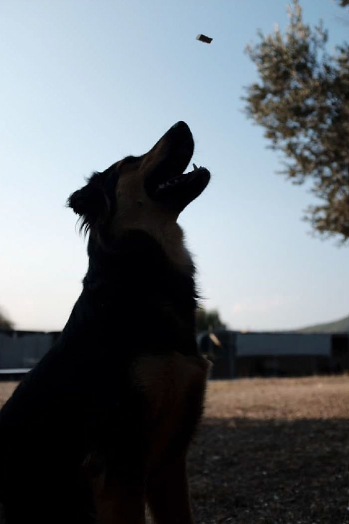 I Photograph Street And Shelter Dogs I Photograph Street And Shelter Dogs