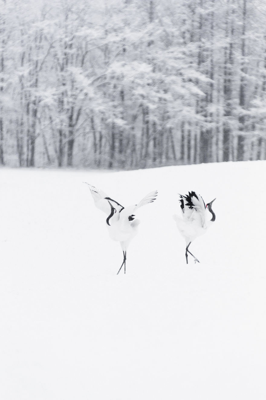 A Winter’s Dance – Japan’s Red Crowned Cranes A Winter’s Dance – Japan’s Red Crowned Cranes