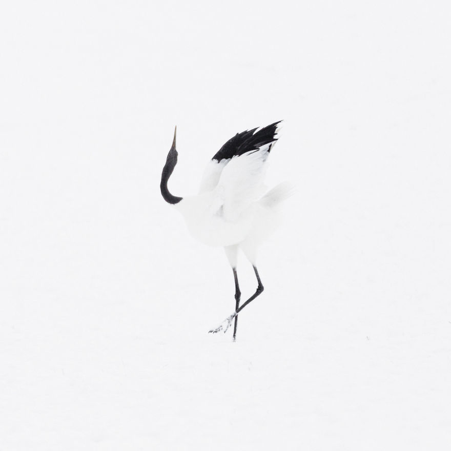 A Winter’s Dance – Japan’s Red Crowned Cranes A Winter’s Dance – Japan’s Red Crowned Cranes
