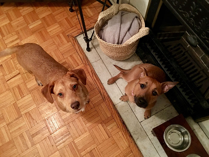 Dog Meets Her “Twin” On The Way To The Market, Convinces Its Owners To Adopt Him Immediately Dog Meets Her “Twin” On The Way To The Market, Convinces Its Owners To Adopt Him Immediately