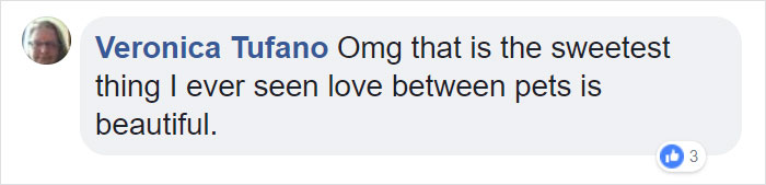 Dog Meets Her “Twin” On The Way To The Market, Convinces Its Owners To Adopt Him Immediately Dog Meets Her “Twin” On The Way To The Market, Convinces Its Owners To Adopt Him Immediately
